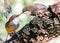 Closeup shot of two white-throated laughing thrush birds touching beaks