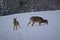 Closeup shot of two whitetail deers in the snow on the top of Snowshoe Mountain, West Virginia