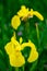 Closeup shot of two yellow slipper orchids on a sunny day