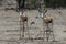 Closeup shot of two young gazelles standing on savanna plains