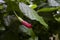 Closeup shot of a unblossomed hibiscus flower in the garden