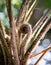Closeup shot of unfurling crosiers of lacy tree fern. Sphaeropteris cooperi.