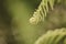 Closeup shot of unfurling fern plant