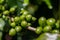 Closeup shot of unripe blooming coffee on the branches at daytime