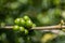 Closeup shot of unripe blooming coffee on the branches at daytime