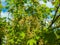 Closeup shot of unripe cluster of redcurrant berries developing after pollination of flowers in the garden with beautiful blue sky