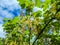 Closeup shot of unripe cluster of redcurrant berries developing after pollination of flowers in the garden with beautiful blue sky