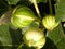 Closeup shot of unripe figs growing on the tree