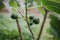 Closeup shot of unripe green figs growing on a tree