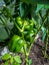 Closeup shot of unripe green pepper maturing in the garden