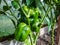 Closeup shot of unripe green pepper maturing in the garden