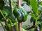 Closeup shot of unripe green pepper maturing in the garden