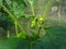 Closeup shot of unripe green pepper maturing in the garden