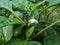 Closeup shot of unripe green pepper maturing in the garden on the flowering plant