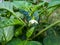 Closeup shot of unripe green pepper maturing in the garden on the flowering plant