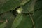 Closeup shot of an unripe hazelnut growing on the bush