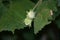 Closeup shot of an unripe hazelnut growing on the bush