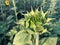 Closeup shot of an unripe sunflower head with green petals on a sunny day