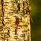 Closeup shot of a Vagrant darter sitting on the tree