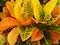 Closeup shot of variegated croton leaves
