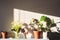 Closeup shot of vases and pots of various plants under the sunlight