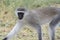 Closeup shot of a Vervet monkey