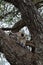 Closeup shot of a vervet monkey climbing a the tree in the Serengeti National Park in Tanzania