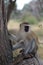 Closeup shot of a vervet monkey sitting on the tree in the Serengeti National Park in Tanzania