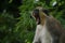 Closeup shot of a vervet monkey yawning while sitting among green leaves with blur background