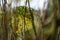 Closeup shot of very beautiful Golden False Aralia or Euodia plant.