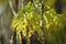 Closeup shot of very beautiful Golden False Aralia or Euodia plant.