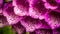 Closeup shot of vibrant Digitalis purpurea, the foxglove.