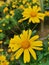 Closeup shot of vibrant Euryops on a summer day