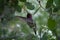 Closeup shot of a vibrant hummingbird in flight in an idyllic garden drinking from a flower