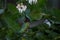 Closeup shot of a vibrant hummingbird in flight in an idyllic garden drinking from a flower