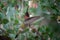 Closeup shot of a vibrant hummingbird in flight in an idyllic garden drinking from a flower