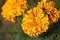 Closeup shot of vibrant marigold flowers in sunlight