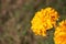 Closeup shot of vibrant marigold flowers in sunlight