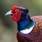 Closeup shot of a vibrant Pheasant bird with eye-catching plumage of vivid colors