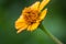 Closeup shot of a vibrant yellow flower against a blurred backdrop of lush green foliage.