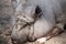 Closeup shot of a Vietnamese Pot-bellied pig lying in the muddy farm