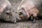 Closeup shot of a Vietnamese Pot-bellied pigs standing in the muddy farm