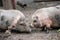 Closeup shot of a Vietnamese Pot-bellied pigs standing in the muddy farm