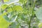 Closeup shot of a vine with flowering grapes in the garden