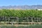 Closeup shot of vineyard rows in the Chiricahua mountains under a clear sky in Arizona