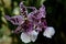 Closeup shot of violet flowers with white stamen in a forest