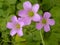 Closeup shot of a violet Lavender Sorrel flower on a blurry background