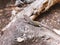 Closeup shot of a Viviparous lizard on a rock - Zootoca vivipara