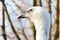 Closeup shot of a vulture`s head with watchful eyes