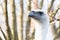 Closeup shot of a vulture`s head with watchful eyes